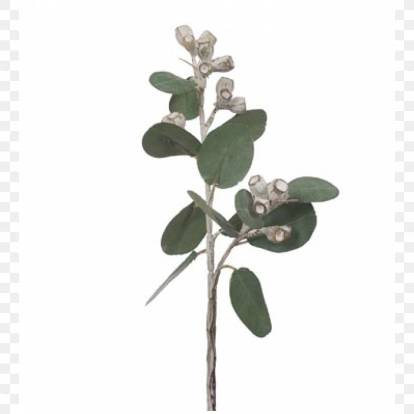 Gum Trees Eucalyptus × Tetragona Plant Stem Green, PNG, 930x930px, Gum Trees, Branch, Flower, Fruit, Green Download Free