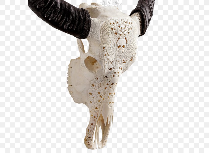 Skull Horn Water Buffalo Cattle American Bison, PNG, 600x600px, Skull, American Bison, Auto Detailing, Bison, Bone Download Free