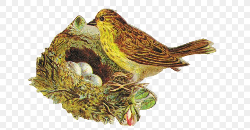 Victorian Era Finches Bokmärke Bird Beak, PNG, 640x426px, Victorian Era, American Sparrows, Beak, Bird, Bird Food Download Free