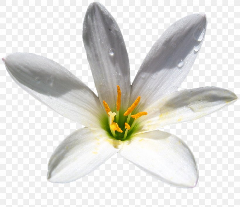 Crocus Petal Flower White, PNG, 1350x1165px, Crocus, Flower, Flowering Plant, Petal, Plant Download Free