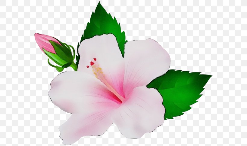 Flowering Plant Flower Petal Hibiscus Pink, PNG, 600x486px, Watercolor, Flower, Flowering Plant, Hawaiian Hibiscus, Hibiscus Download Free