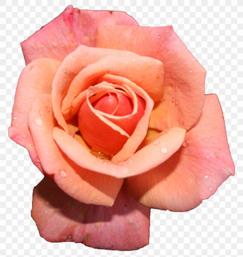 Garden Roses Stock Photography Royalty-free, PNG, 870x919px, Garden Roses, Centifolia Roses, China Rose, Close Up, Cut Flowers Download Free