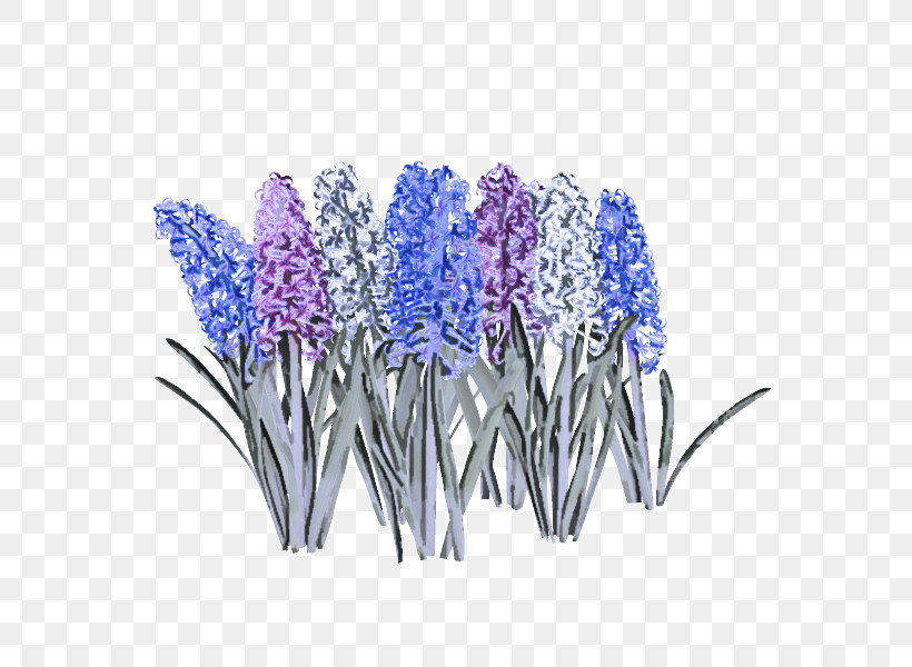 Lavender, PNG, 600x600px, Flower, Delphinium, Grape Hyacinth, Hyacinth, Iris Download Free