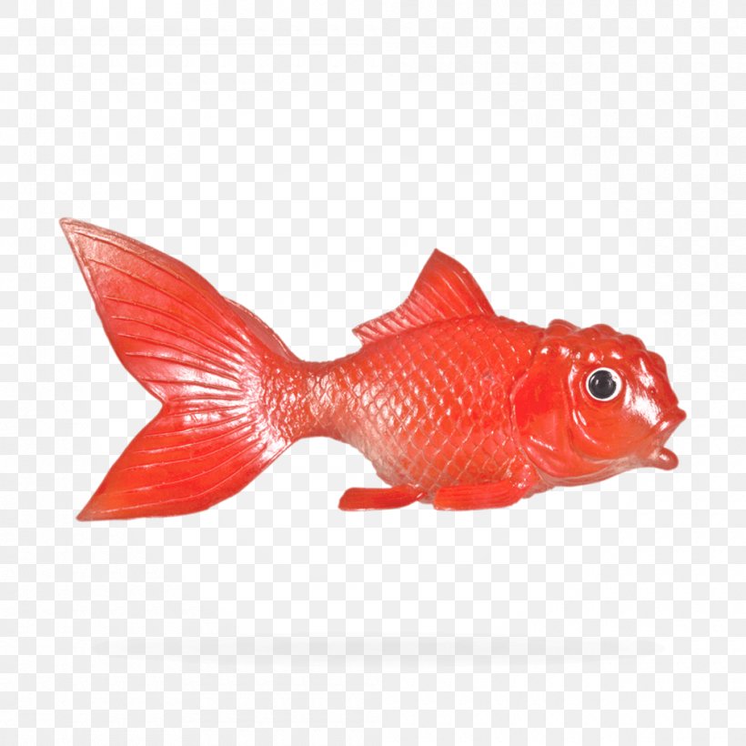 Northern Red Snapper Goldfish RED.M, PNG, 1000x1000px, Northern Red Snapper, Bony Fish, Fish, Goldfish, Orange Download Free