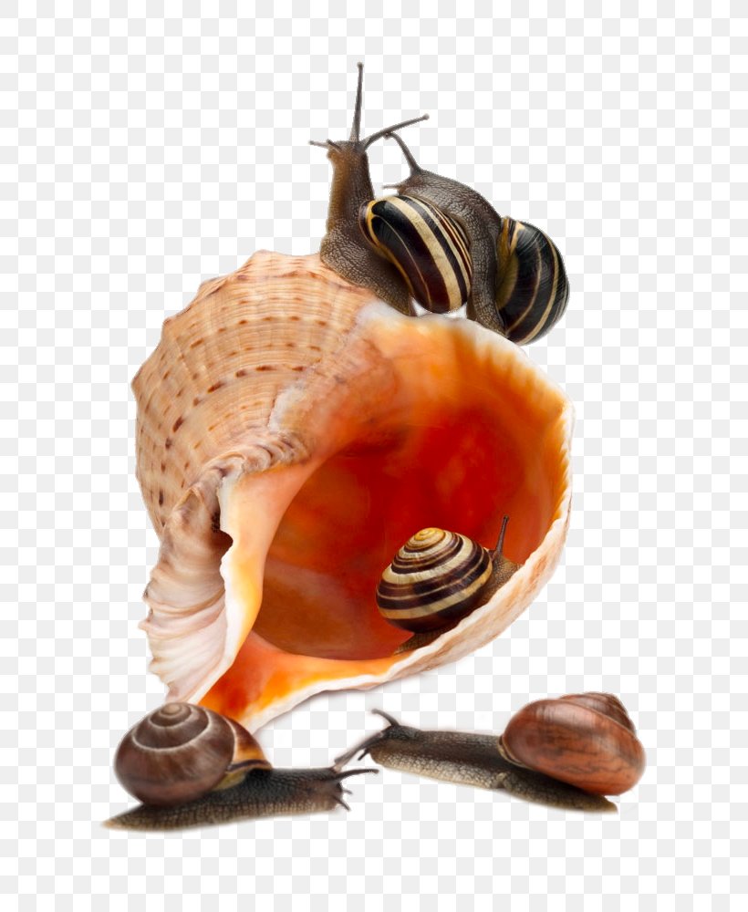 Sea Snail Photography, PNG, 750x1000px, Snail, Caracol, Cornu Aspersum, Gratis, Orange Download Free