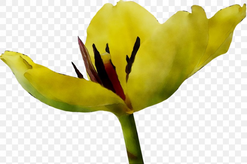 Tulip Plant Stem Close-up Plants, PNG, 989x658px, Tulip, Botany, Bud, Closeup, Cut Flowers Download Free