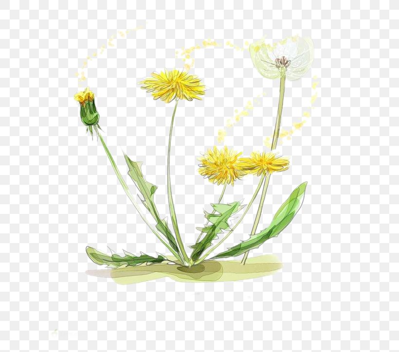 Watercolor Painting Drawing Illustration, PNG, 658x724px, Watercolor Painting, Chrysanths, Daisy, Daisy Family, Dandelion Download Free