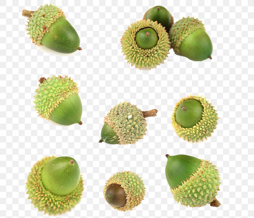 Kiwifruit Oak Acorn, PNG, 760x705px, Oak, Acorn, Auglis, Food, Fruit Download Free