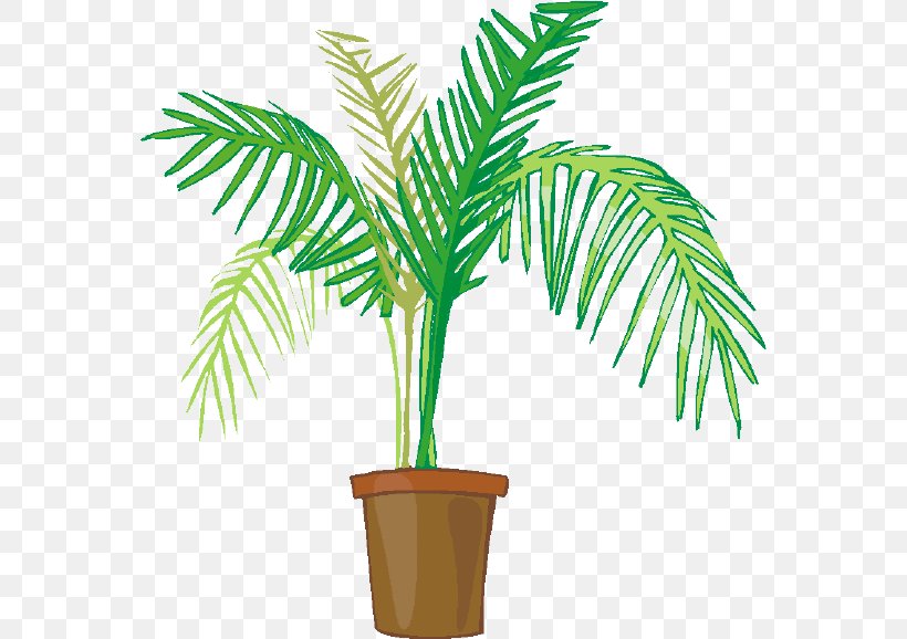 Palm Tree Drawing, PNG, 567x578px, Palm Trees, Arecales, Cycad, Date Palm, Drawing Download Free