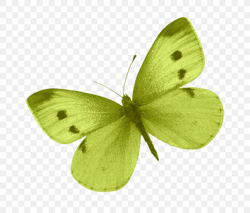Colias Butterfly Clip Art, PNG, 764x700px, Colias, Arthropod, Brush Footed Butterfly, Butterfly, Information Download Free