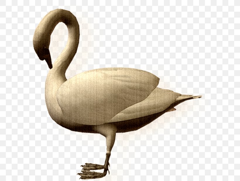 Duck Cygnini Bird Goose, PNG, 600x619px, Duck, Beak, Bird, Cartoon, Cygnini Download Free