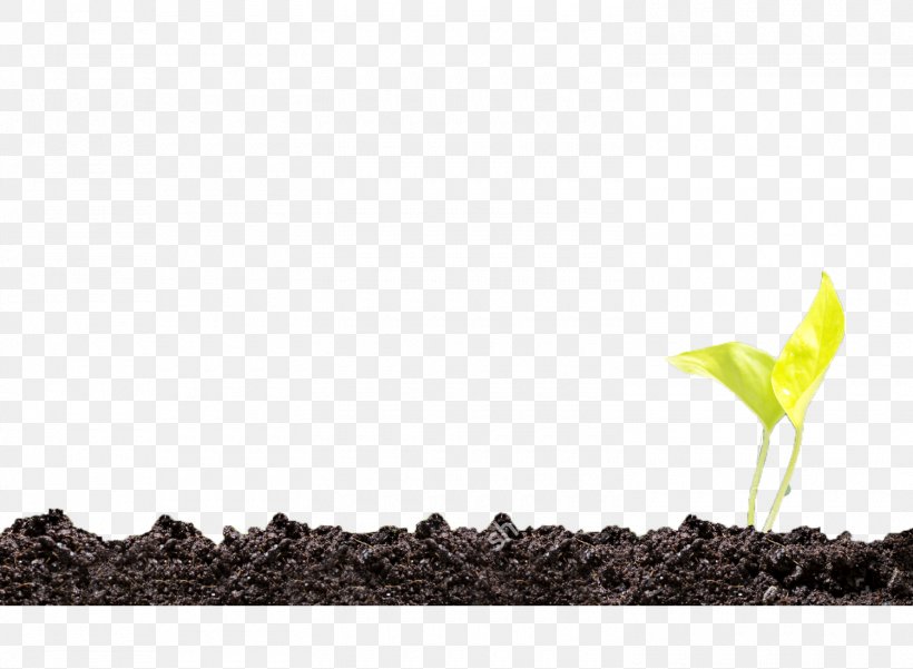 Soil Plant Green, PNG, 1500x1100px, Soil, Grass, Grass Family, Green, Plant Download Free