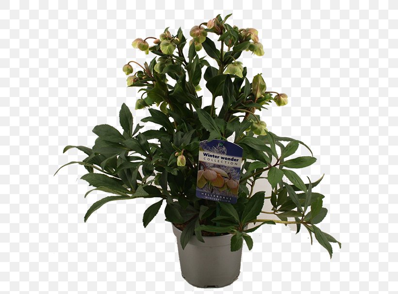 Cut Flowers Flowerpot Houseplant Evergreen Shrub, PNG, 600x606px, Cut Flowers, Evergreen, Flower, Flowering Plant, Flowerpot Download Free