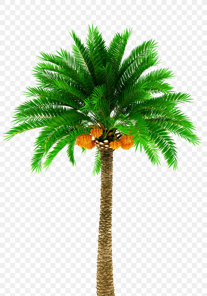 Date Palm Arecaceae Stock Photography Tree Royalty-free, PNG, 1000x1429px, Date Palm, Arecaceae, Arecales, Borassus Flabellifer, Coconut Download Free