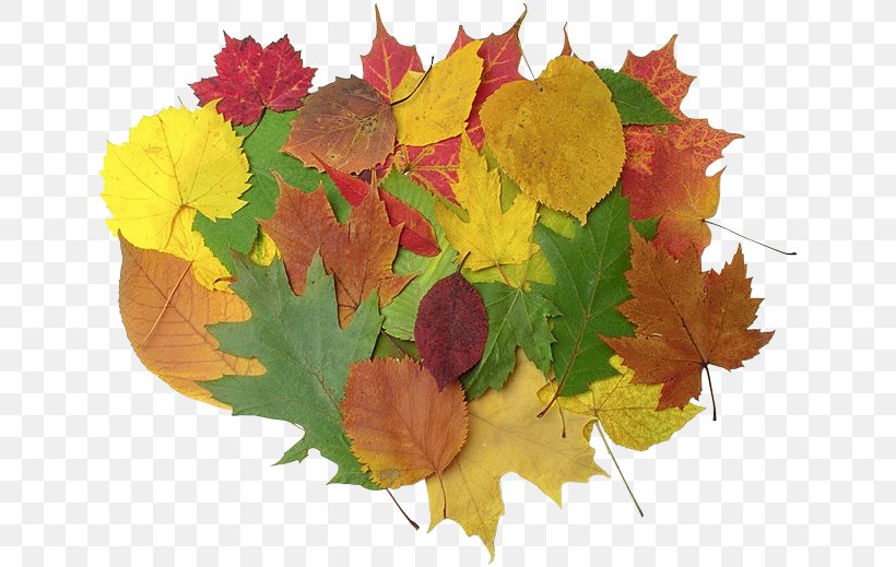 Maple Leaf HKG:0135 Petal Autumn, PNG, 645x519px, Maple Leaf, Autumn, Flower, Flowering Plant, Hobby Download Free