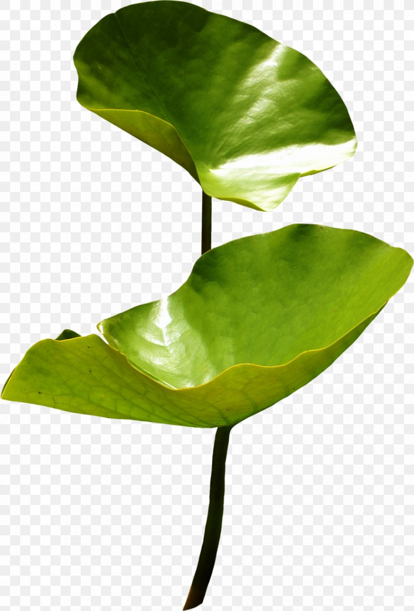 Sacred Lotus Leaf Nymphaea Lotus Aquatic Plants, PNG, 867x1280px, Sacred Lotus, Aquatic Plants, Flora, Flower, Leaf Download Free