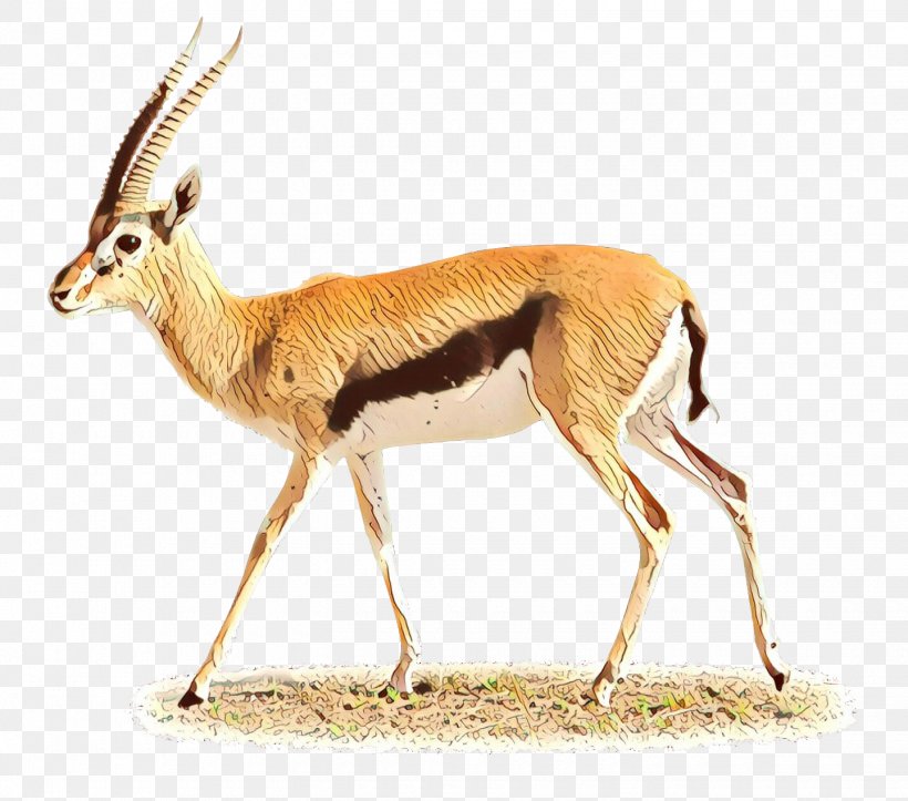 Springbok Impala Moschus Gazelle Deer, PNG, 1440x1271px, Springbok, Animal, Antelope, Chevrolet Impala, Cowgoat Family Download Free