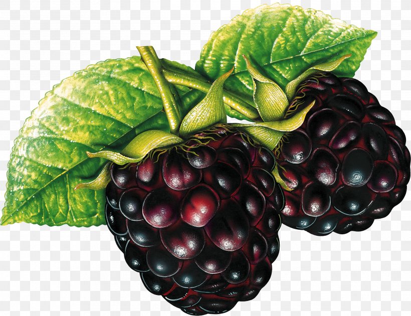 Genetically Modified Food Genetically Modified Organism Genetically Modified Crops Monsanto, PNG, 2535x1949px, Fruit, Berry, Black Raspberry, Blackberry, Boysenberry Download Free