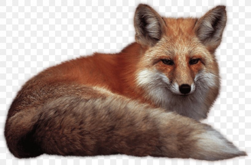 Red Fox, PNG, 850x559px, Red Fox, Carnivoran, Dhole, Display Resolution, Dog Like Mammal Download Free