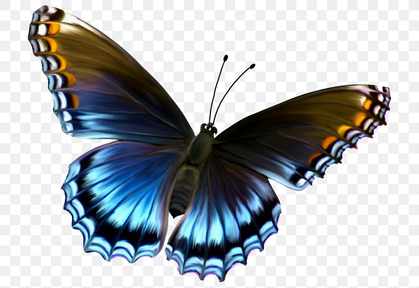 Butterfly Clip Art, PNG, 736x563px, Butterfly, Arthropod, Brush Footed Butterfly, Color, Insect Download Free