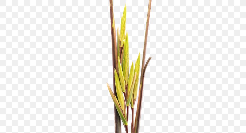 Grasses Heliconia Psittacorum Pleiostachya Pruinosa Strelitzia Nicolai, PNG, 570x444px, Grasses, Bird Of Paradise Flower, Commodity, Family, Flower Download Free