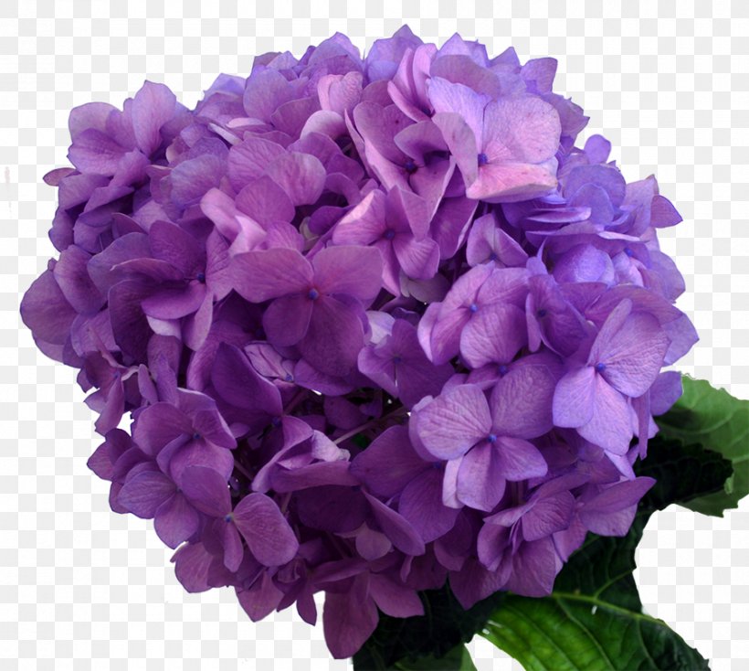 Hydrangea Purple Lavender Flower Blue, PNG, 900x806px, Hydrangea, Annual Plant, Blue, Color, Cornales Download Free