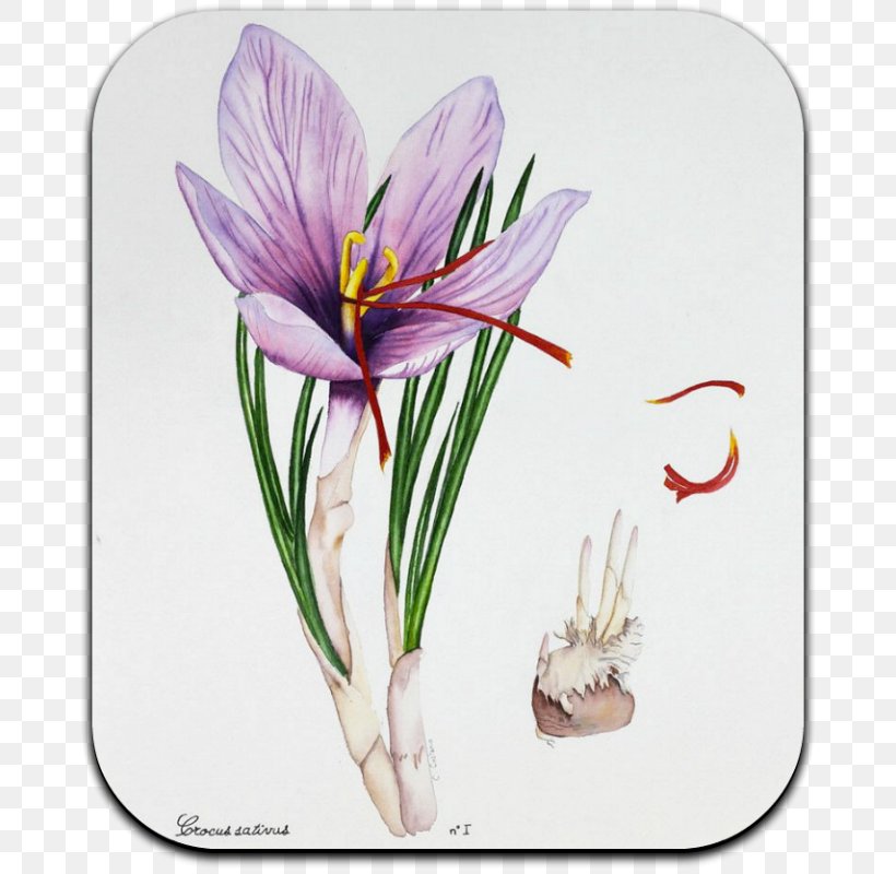 Autumn Crocus Drawing Botanical Illustration Botany Art, PNG, 682x800px, Autumn Crocus, Art, Botanical Illustration, Botany, Crocus Download Free