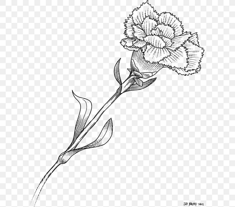Floral Design Carnation Drawing Flower Monochrome, PNG, 609x723px, Floral Design, Artwork, Black And White, Branch, Carnation Download Free