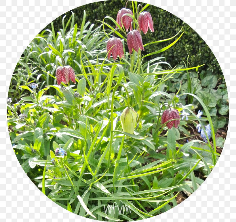 Fritillaries Groundcover Lawn Wildflower Herb, PNG, 772x772px, Fritillaries, Flower, Flowering Plant, Fritillaria, Grass Download Free