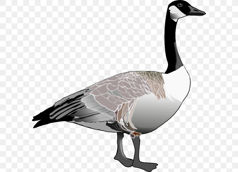 Goose Bird Clip Art, PNG, 600x592px, Goose, Animal, Beak, Bird, Canada Goose Download Free