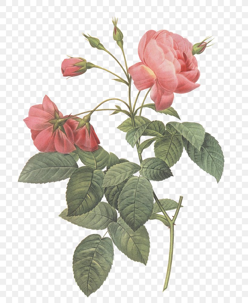 Les Roses Pierre-Joseph Redouté (1759-1840) Garden Roses 玫瑰圣经, PNG, 800x1000px, Les Roses, Art, Artist, Botany, Branch Download Free