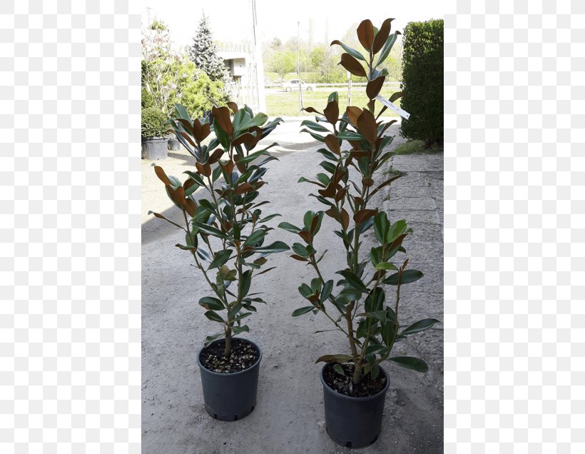 Southern Magnolia Bay Laurel Shrub Plants Silverberry, PNG, 560x636px, Southern Magnolia, Bay Laurel, Code, Evergreen, Flowerpot Download Free