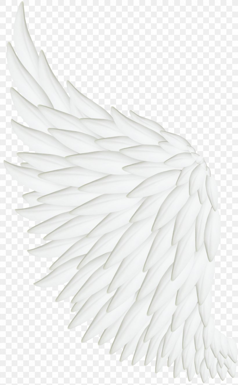 Bird Wing White Feather, PNG, 1729x2794px, Bird, Beak, Black, Black And White, Feather Download Free