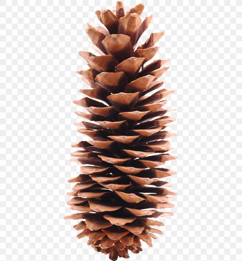 Conifer Cone Pine Icon, PNG, 2791x3004px, Pine, Conifer Cone, Conifers, Digital Image, Knobcone Pine Download Free