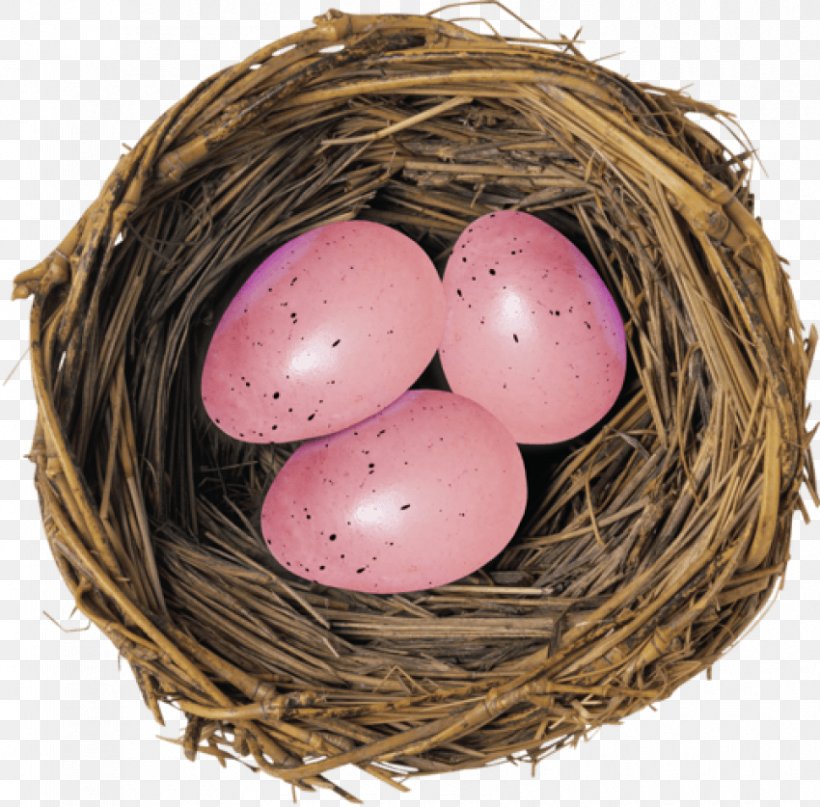 European Robin Bird Nest Egg, PNG, 850x837px, European Robin, American Robin, Bird, Bird Egg, Bird Nest Download Free