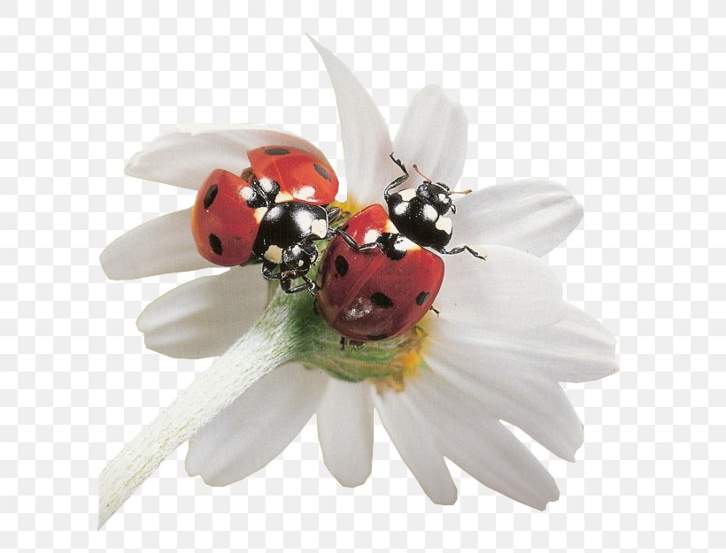 Ladybird Beetle Dog, PNG, 600x625px, Ladybird, Beetle, Blog, Dog, Flower Download Free