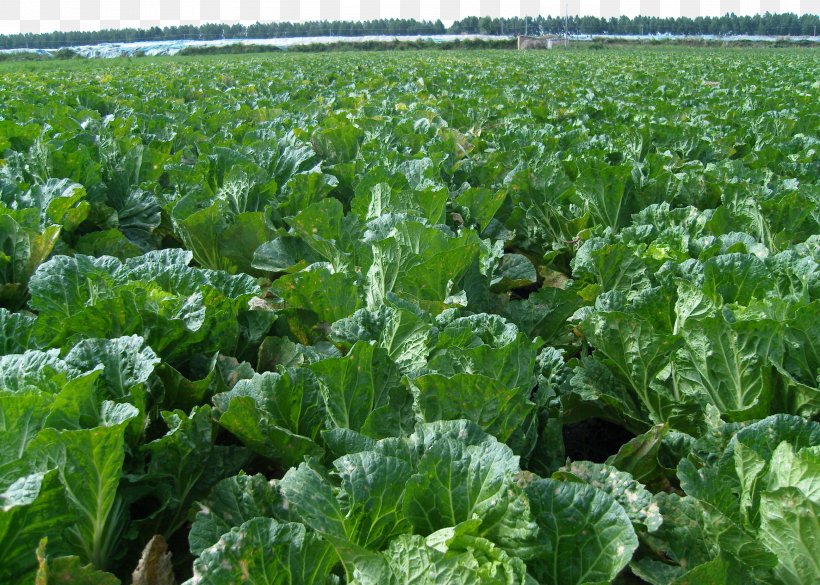 Napa Cabbage Cash Crop Plantation Vegetable Agriculture, PNG, 2592x1851px, Napa Cabbage, Agriculture, Brassica Oleracea, Cash Crop, Collard Greens Download Free