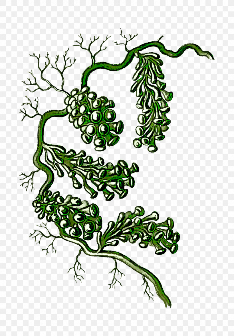 Plant Leaf Vegetable Vascular Plant Branch, PNG, 892x1280px, Plant, Branch, Leaf, Leaf Vegetable, Plant Stem Download Free