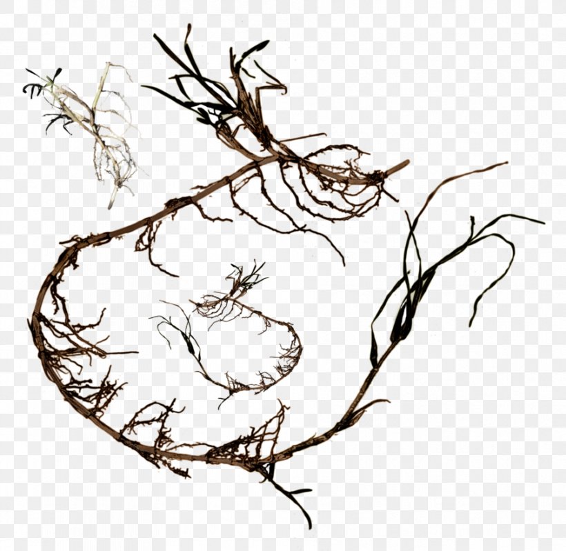 Twig Root Tree Clip Art, PNG, 905x882px, Twig, Art, Artwork, Beak, Bird Download Free