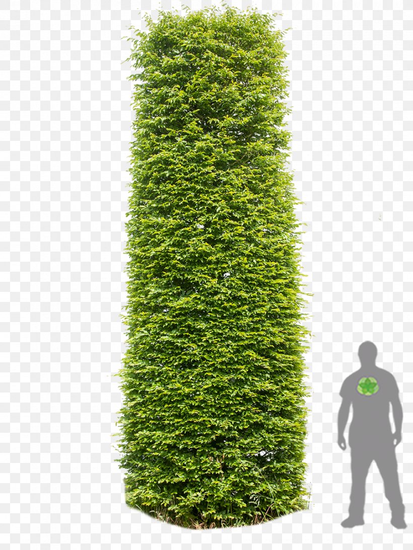 English Yew European Hornbeam Hedge Tree Column, PNG, 900x1200px, English Yew, Beech, Biome, Broadleaved Tree, Column Download Free