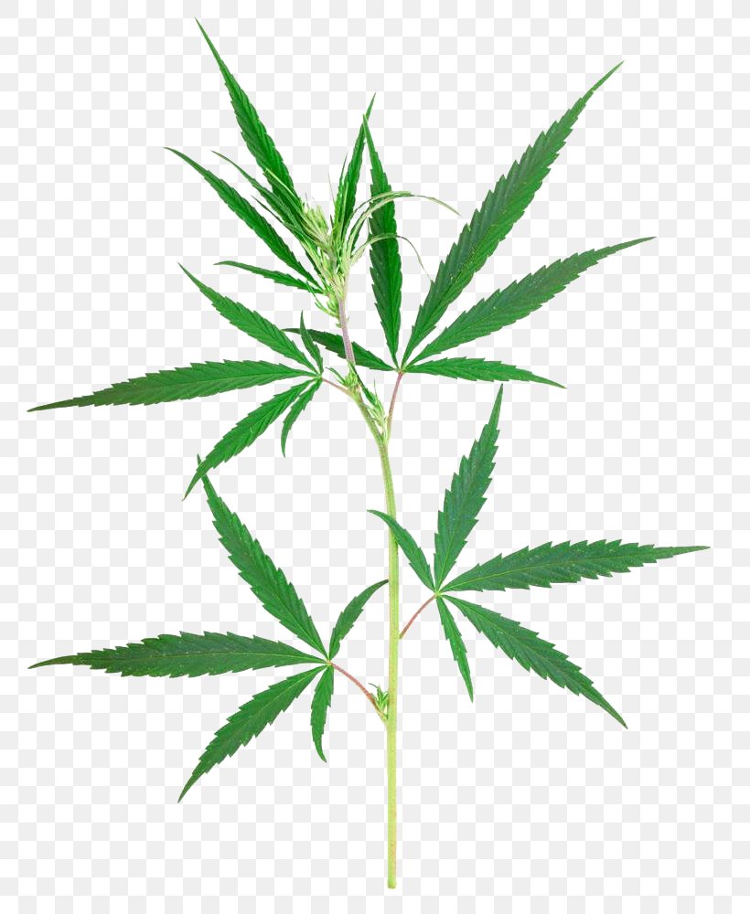 Cannabis Sativa Stock Photography, PNG, 769x1000px, Cannabis, Can Stock Photo, Cannabis In India, Cannabis Sativa, Grass Download Free