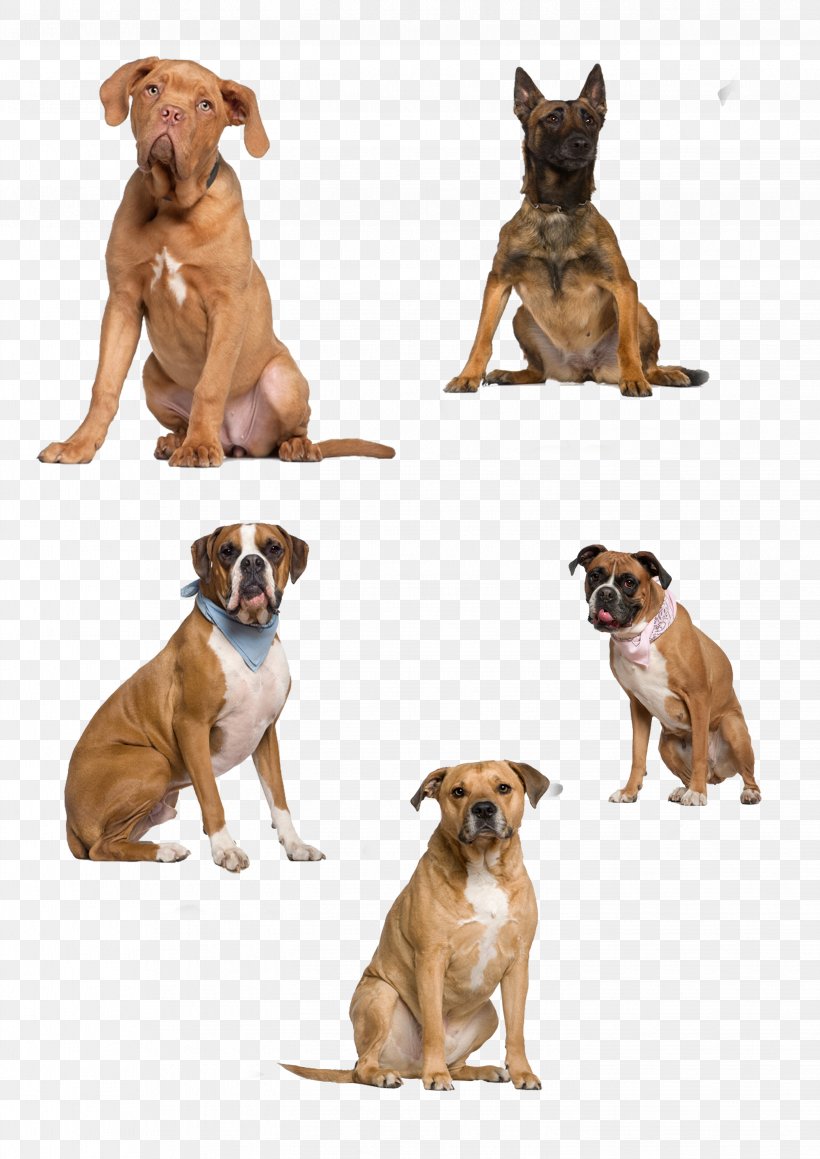 Dog Icon, PNG, 2894x4093px, Dog, Boxer, Carnivoran, Companion Dog, Dog Breed Download Free