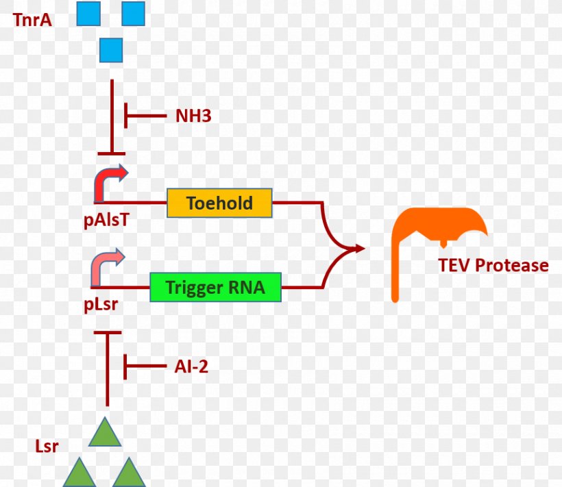 International Genetically Engineered Machine Transcription Factor Helicobacter Pylori E. Coli Operon, PNG, 860x746px, Transcription Factor, Area, Brand, Diagram, Dna Methylation Download Free