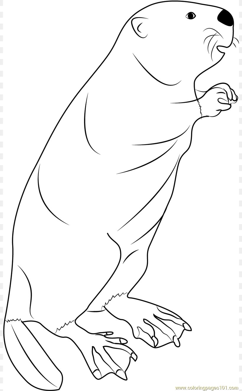 North American Beaver Bear Sea Lion Mammal Coloring Book, PNG, 800x1326px, North American Beaver, Animal, Art, Beak, Bear Download Free