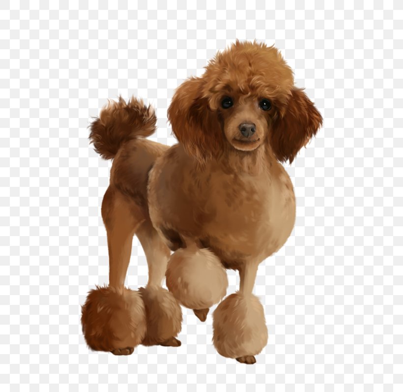 Toy Poodle Puppy Animal Illustration, PNG, 600x797px, Poodle, Animal, Carnivoran, Companion Dog, Dog Download Free