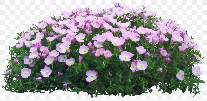 Flower Garden, PNG, 2343x1150px, Flower Garden, Annual Plant, Bellflower Family, Cut Flowers, Floral Design Download Free