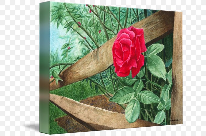 Garden Roses Petal, PNG, 650x540px, Garden Roses, Flora, Flower, Flowering Plant, Garden Download Free