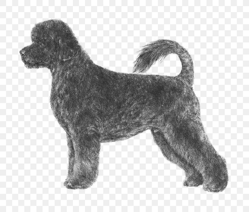 Portuguese Water Dog Poodle Newfoundland Dog Leonberger, PNG, 700x700px, Portuguese Water Dog, Affenpinscher, American Kennel Club, Black Russian Terrier, Breed Download Free