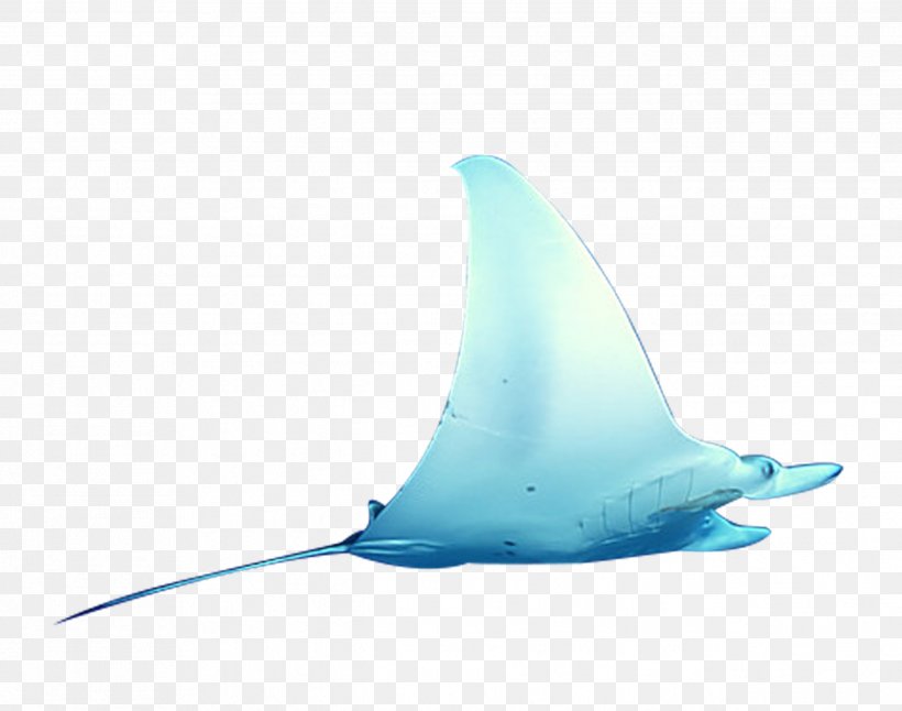 Shark Water Liquid Turquoise, PNG, 2536x2000px, Shark, Aqua, Cartilaginous Fish, Dolphin, Fin Download Free
