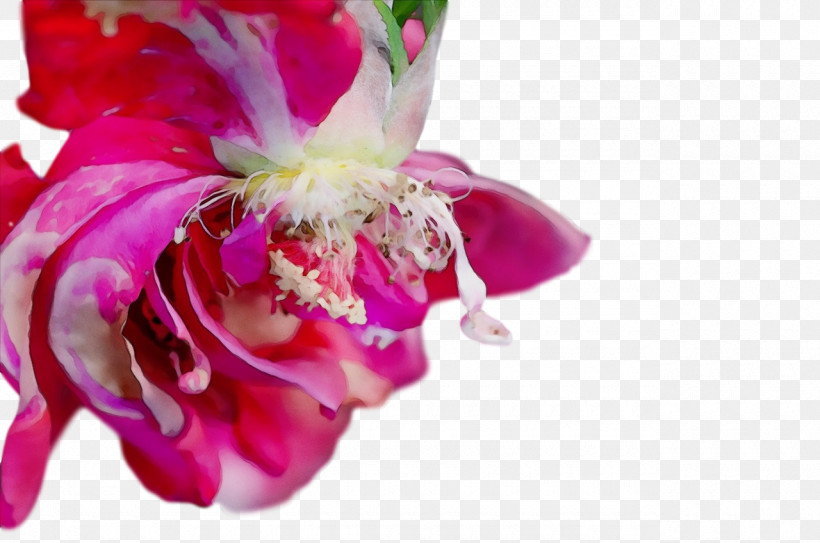 Floral Design, PNG, 1280x848px, Watercolor, Biology, Closeup, Cut Flowers, Floral Design Download Free